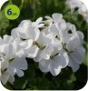 pelargonia calliope white